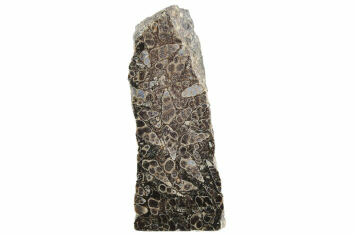 Polished Fossil Turritella Agate Stand Up - Wyoming #193583